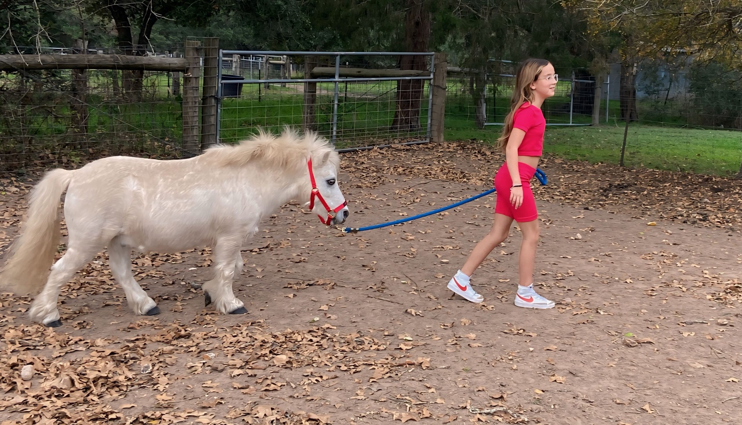 Mini horse